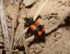 Panagaeus relictus