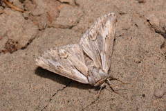 Leiometopon simyrides