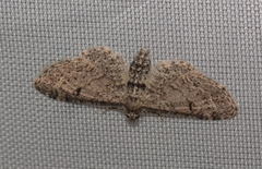 Eupithecia usbeca