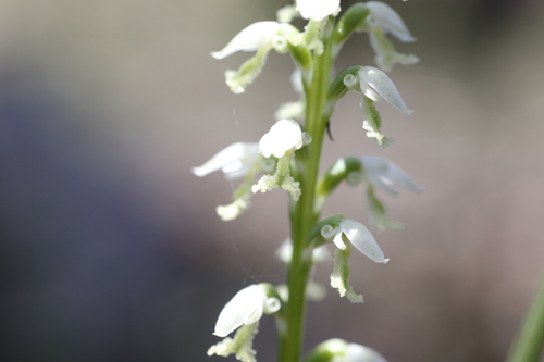 Image of White Mignonette Orchid (Microtis alba) by (c) Hugo Innes, some rights reserved (CC BY)