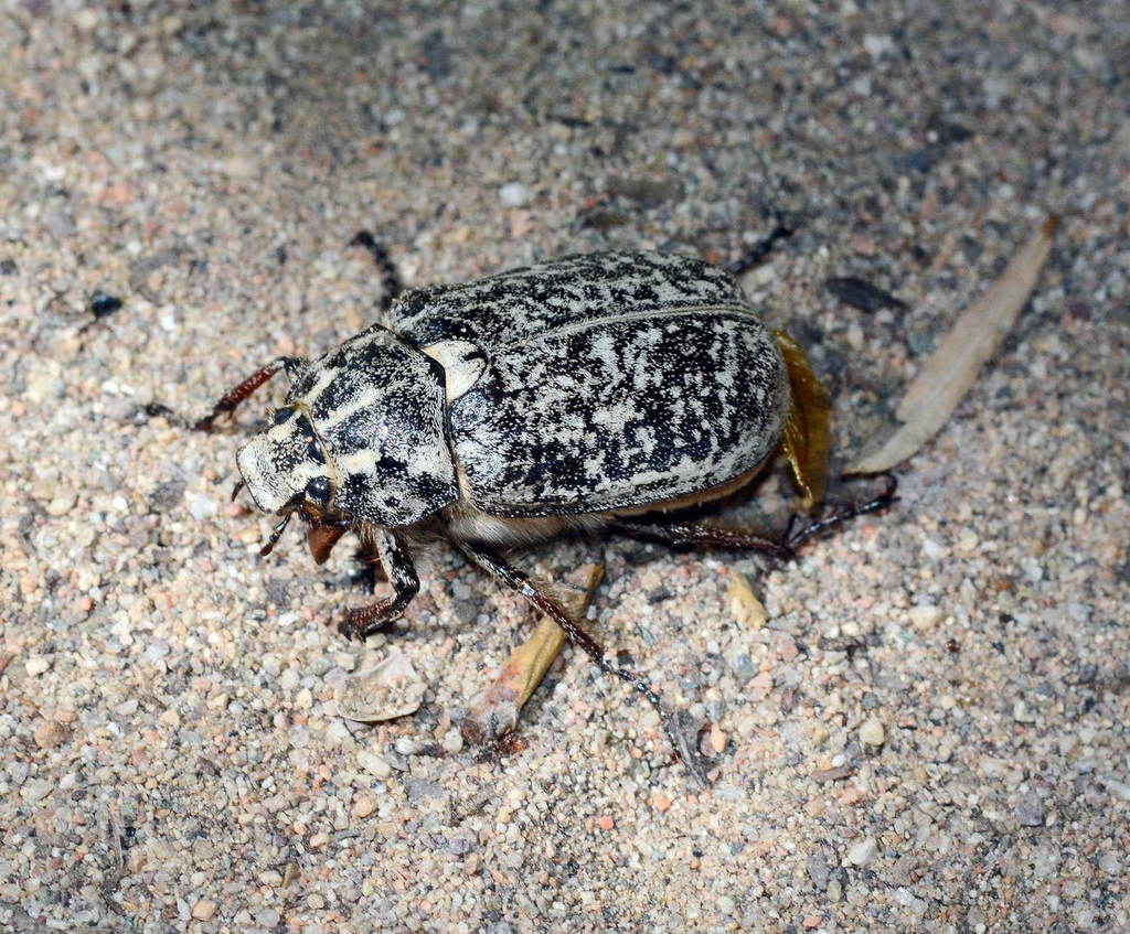 Polyphylla irrorata