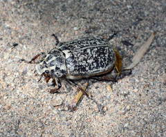 Polyphylla irrorata
