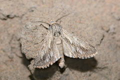 Scotocampa indigesta