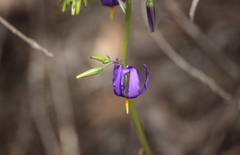 Conanthera bifolia