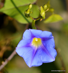 Ipomoea parasitica