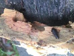 Mitoplinthus caliginosus