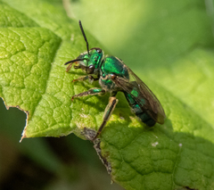 Pseudaugochlora