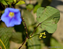 Ipomoea parasitica