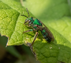 Pseudaugochlora