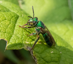 Pseudaugochlora