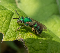 Pseudaugochlora