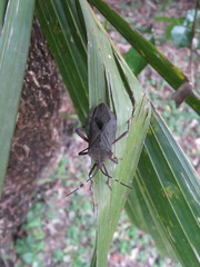 Pachylis laticornis