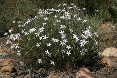 Dianthus thunbergii