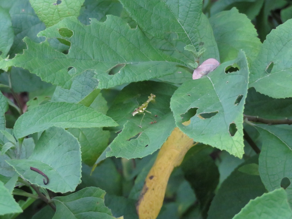Acontista cayennensis