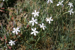 Dianthus thunbergii
