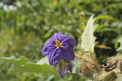 Solanum crinitum