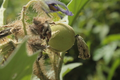 Solanum crinitum