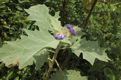 Solanum crinitum