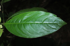Palicourea caerulea