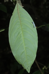 Palicourea caerulea