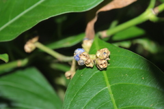 Palicourea caerulea