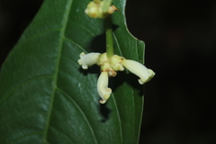 Palicourea caerulea