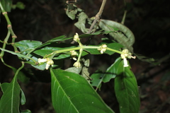 Palicourea caerulea