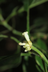 Palicourea caerulea