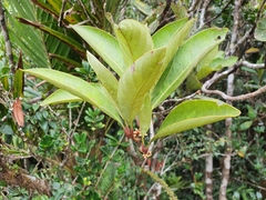 Pleioluma macrocarpa