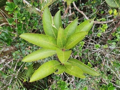 Pleioluma macrocarpa