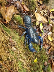 Euastacus fleckeri