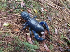 Euastacus fleckeri