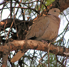 Streptopelia decaocto