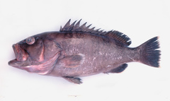 Hyporthodus ergastularius