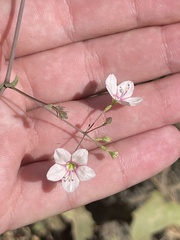 Commicarpus brandegeei