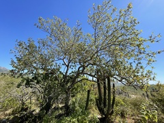 Bursera cerasiifolia