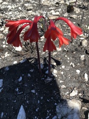 Cyrtanthus ventricosus