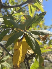 Bursera cerasiifolia
