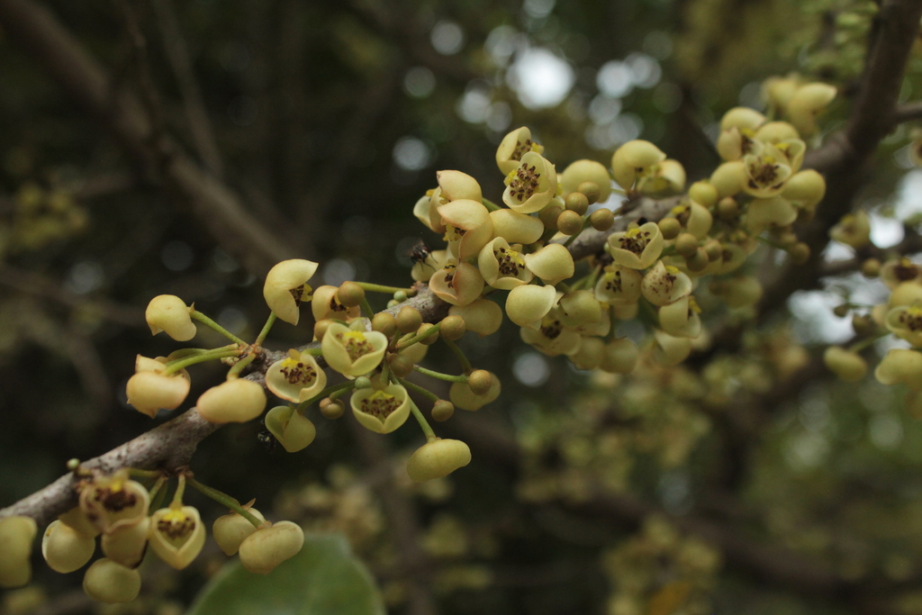 Pera arborea