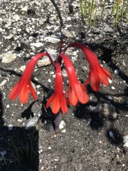 Cyrtanthus ventricosus