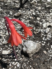 Cyrtanthus ventricosus