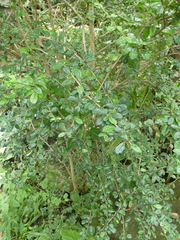 Ehretia microphylla