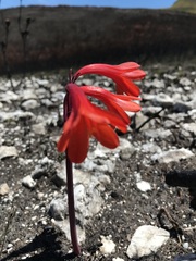 Cyrtanthus ventricosus