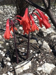 Cyrtanthus ventricosus