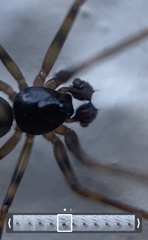 Lepthyphantes leprosus