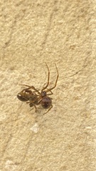 Steatoda triangulosa