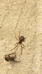 Steatoda triangulosa
