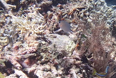 Pycnochromis amboinensis