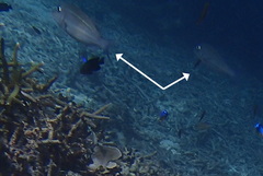 Lethrinidae