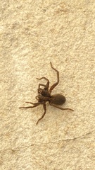 Alopecosa pulverulenta